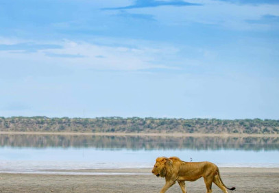 4 Days Serengeti Safari Game Package
