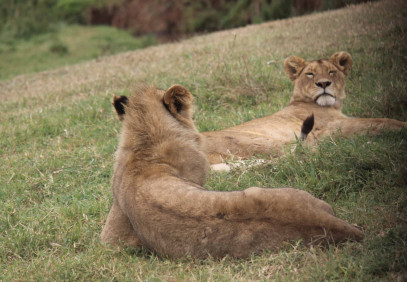 6 Days Best Northern Safari Tanzania