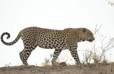 The Delta Miracle Trip