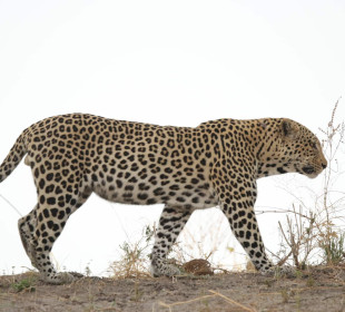 The Delta Miracle Trip