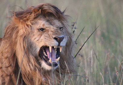 4-Day Nairobi & Maasai Mara Safari