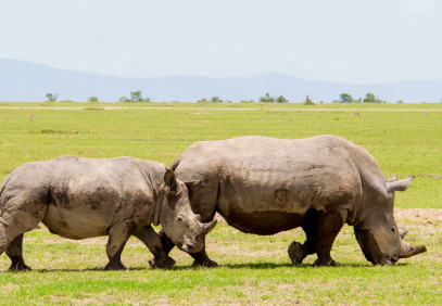 2-Day Ol Pejeta Conservancy Safari