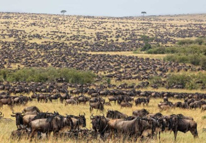 3 Days Winter Wildebeest Migration (Dec-Feb) Tanzania