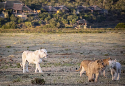 4-Day Pumba Game Reserve, Eastern Cape