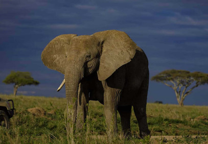 4 Days Mombasa, Amboseli and Tsavo East Safari