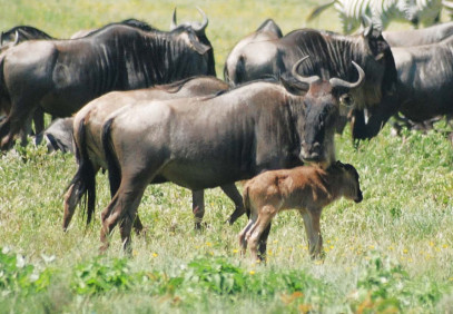 6 Days Calving & Migration Safari Tanzania