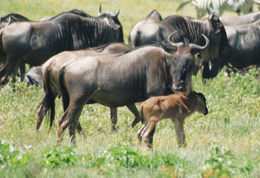 6 Days Calving & Migration Safari Tanzania