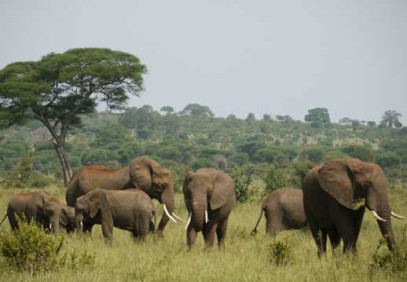 5 Days Safari in Serengeti, Ngorongoro & Lake Duluti
