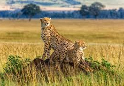 3-Day Shared Jeep Masai Mara Safari