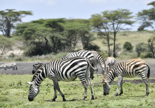 Zebra