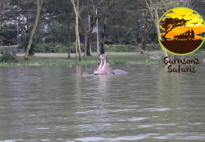 4-Day Naivasha & Mara Group Safari