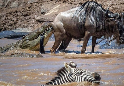8-Day Luxury Migration Safari Experience