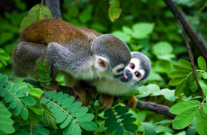 5-Day Cuyabeno Jungle Trip