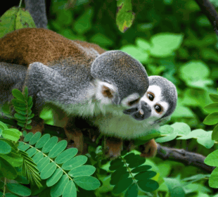 5-Day Cuyabeno Jungle Trip