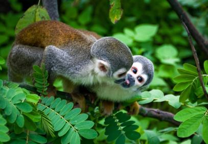 5-Day Cuyabeno Jungle Trip