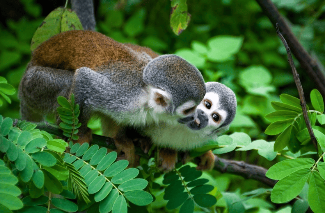 5-Day Cuyabeno Jungle Trip