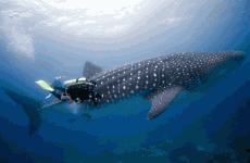 8-Day Diving Cruise in the Enchanted Islands