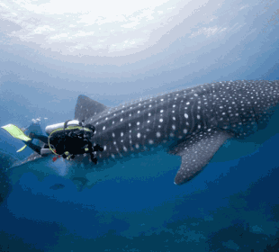 8-Day Diving Cruise in the Enchanted Islands