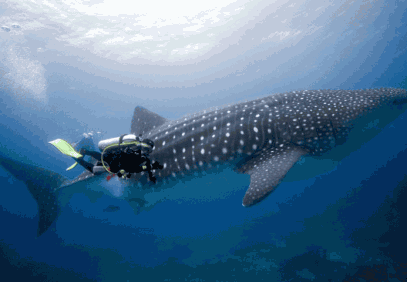8-Day Diving Cruise in the Enchanted Islands