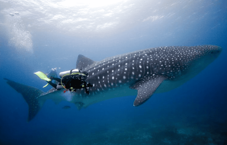 8-Day Diving Cruise in the Enchanted Islands