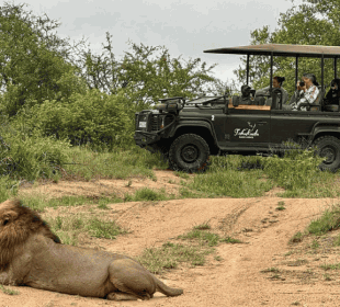 5-Day Kruger National Park Wildlife Experience