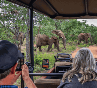 4-Day Kruger Park and Panorama Route Safari