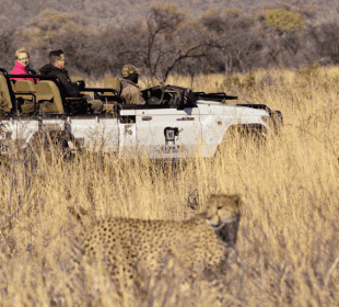 4-Day Big Five & Family Safari in Madikwe Game Reserve