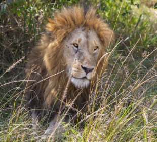 5-Day Lake Nakuru, Masai Mara, Lake Naivasha Safari