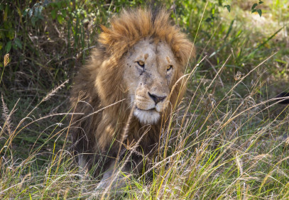 5-Day Lake Nakuru, Masai Mara, Lake Naivasha Safari