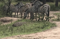 9 Days Absolut Primates and Wildlife
