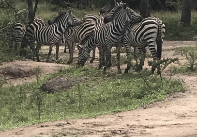9 Days Absolut Primates and Wildlife