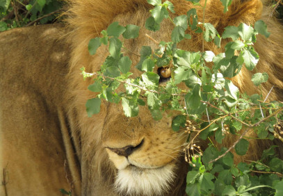 3 Days Tanzania Premium Safari