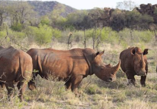 rhinos