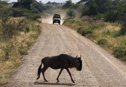 5-Day Big Five Safari Experience
