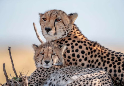 13 Days Africa Wildlife Safari