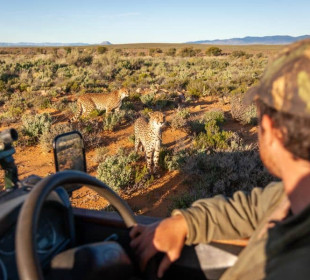 3-Day Big Five Safari Near Cape Town