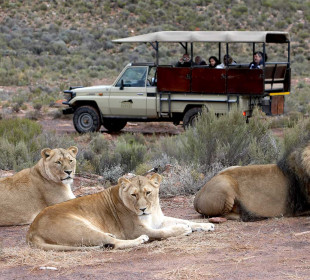 4-Day South Africa Big Five Safari, Spa and Beach