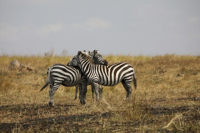5 Day Northern Tanzania Safari
