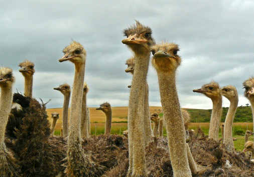 Ostrich 3