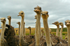 5-Day Kenya Tanzania Combined Safari