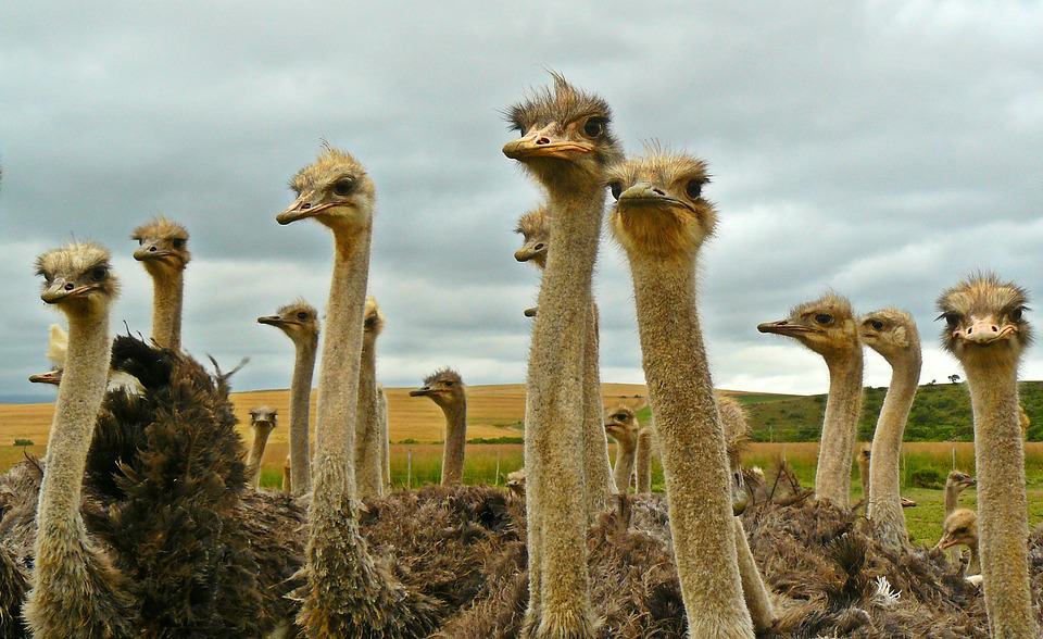 5-Day Kenya Tanzania Combined Safari