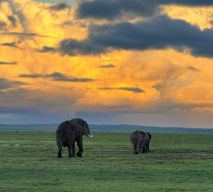 14-Day Serengeti, Mara, Tarangire, Amboseli & Zanzibar