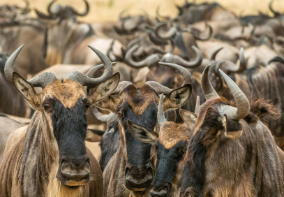 1-Day Maasai Mara Fly-in Safari
