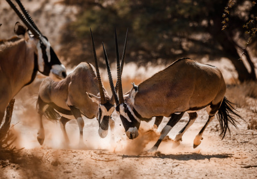 South African Oryx In Kgalagadi Transfrontier Park, South Africa