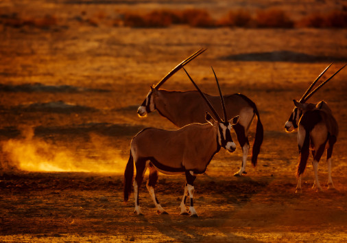 South African Oryx In Kgalagadi Transfrontier Park, South Africa