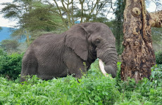 7-Day Lavish Expedition into the Wild