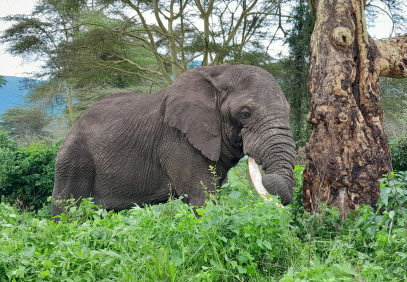 7-Day Lavish Expedition into the Wild
