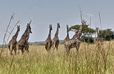 5 Day Tarangire, Ngorongoro Crater & Serengeti Safari