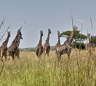 5 Day Tarangire, Ngorongoro Crater & Serengeti Safari