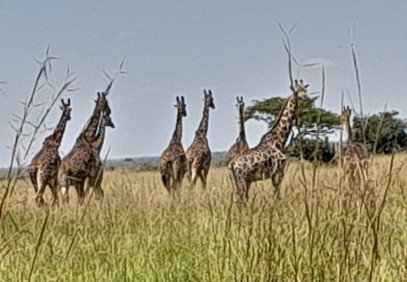 5 Day Tarangire, Ngorongoro Crater & Serengeti Safari